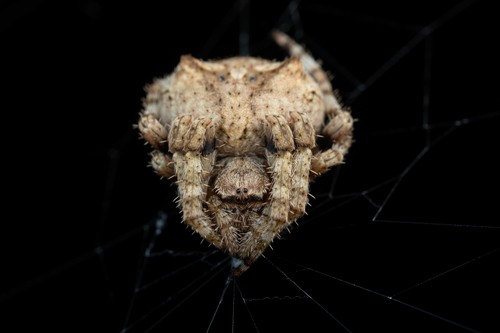 Angular Orbweaver