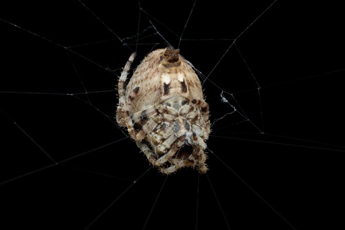 Angular Orbweaver