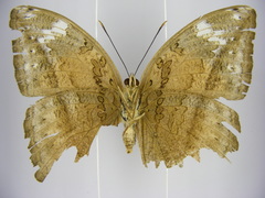 Bebearia cocalia katera