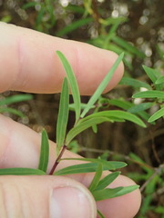 Veronica strictissima