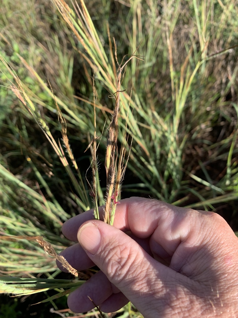 tanglehead in April 2023 by Geoffrey Sinclair. Y1 · iNaturalist