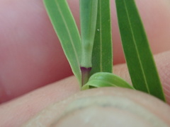 Veronica strictissima