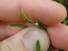 Veronica strictissima