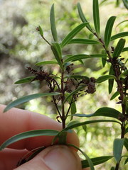 Veronica strictissima