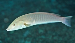 Hologymnosus doliatus