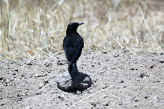 Myrmecocichla aethiops
