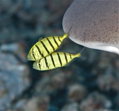 Gnathanodon speciosus
