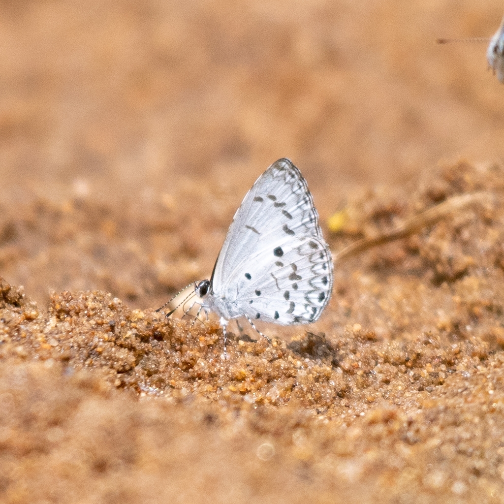 White-banded Hedge Blue