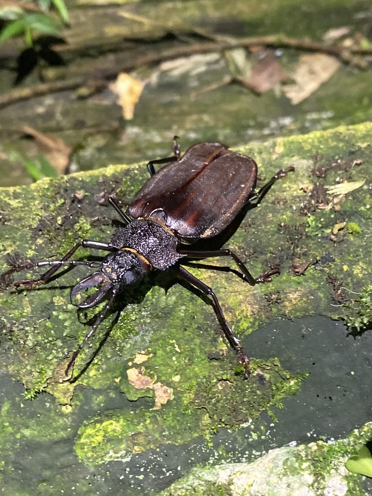 Macrodontia crenata