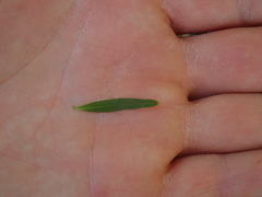 Veronica strictissima