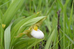 Cypripedium candidum