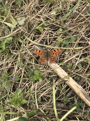 Polygonia c-album