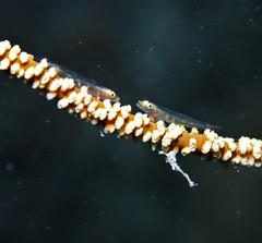 Bryaninops