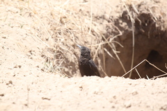 Myrmecocichla aethiops