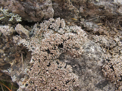 Stereocaulon gregarium