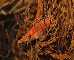 Oxycirrhites typus