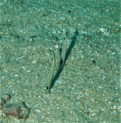 Heteroconger hassi