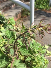Urtica dioica