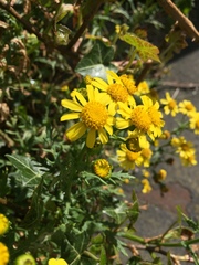 Jacobaea vulgaris