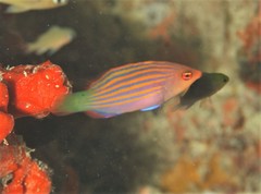 Pseudocheilinus hexataenia