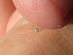 Araneae