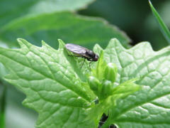 Diptera