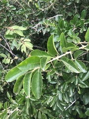 Maclura africana