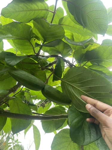 Mondia whitei, photograph 4