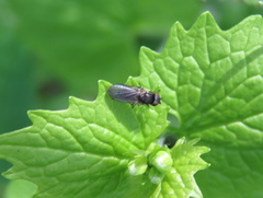 Diptera
