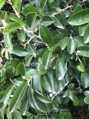 Maclura africana