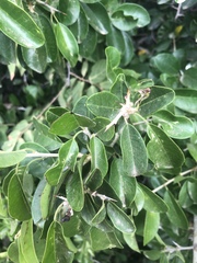 Maclura africana