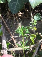 Angiospermae