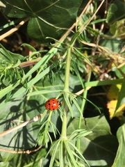 Harmonia axyridis