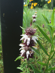 Monarda clinopodioides