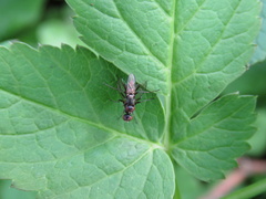 Diptera