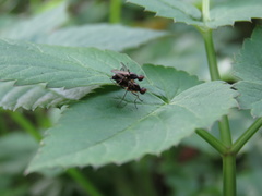 Diptera