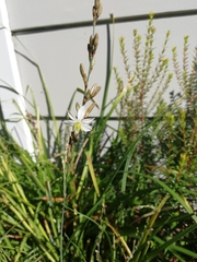 Chlorophytum saundersiae