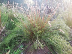 Thamnochortus punctatus