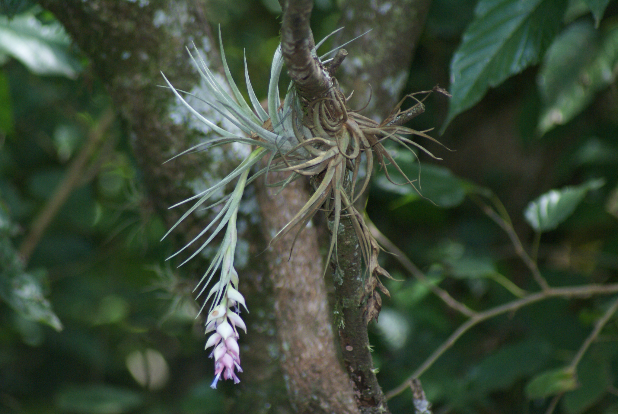 Tillandsia stricta