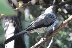 Western Plantain-Eater photo 4