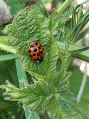 Harmonia axyridis