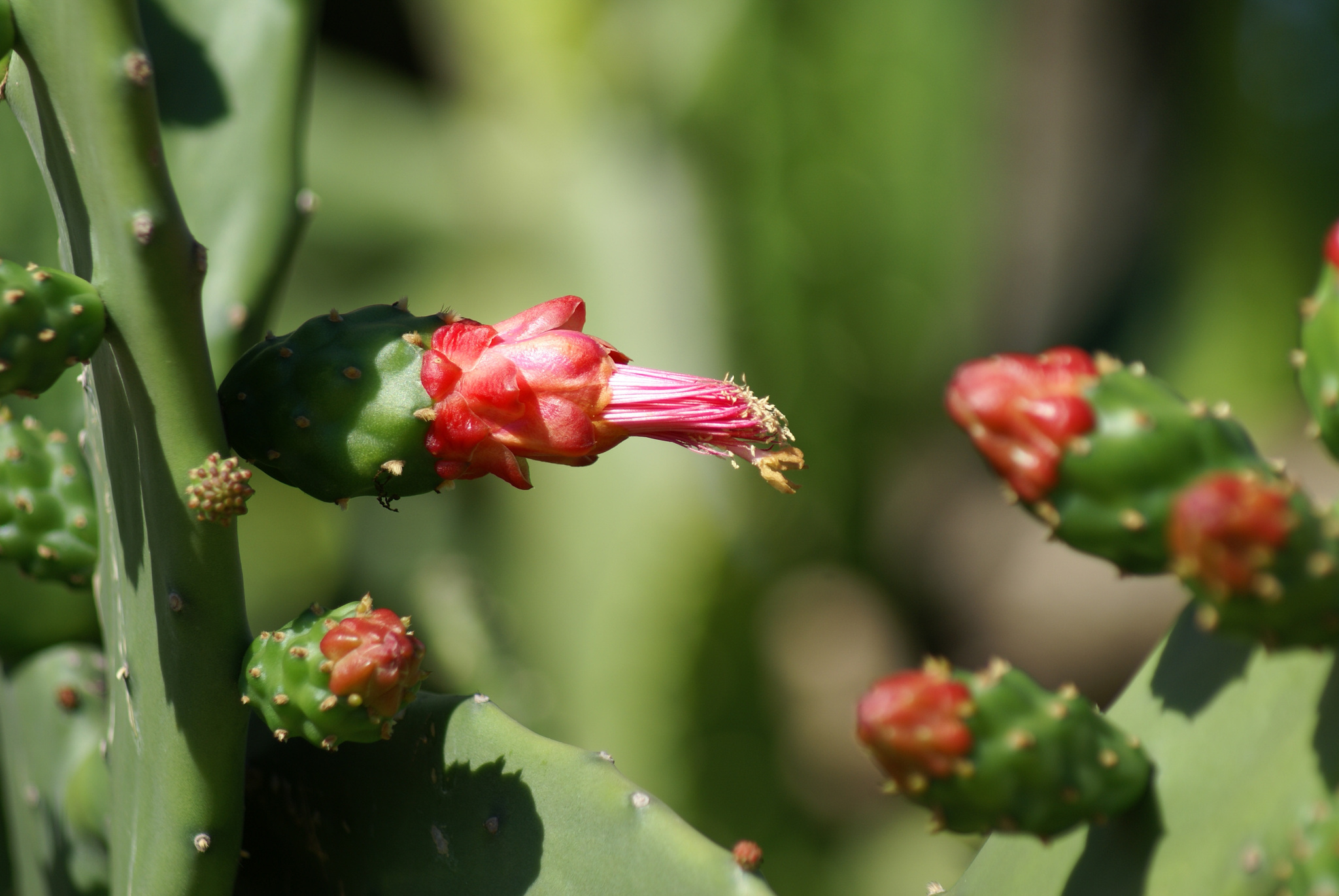 Opuntia cochenillifera