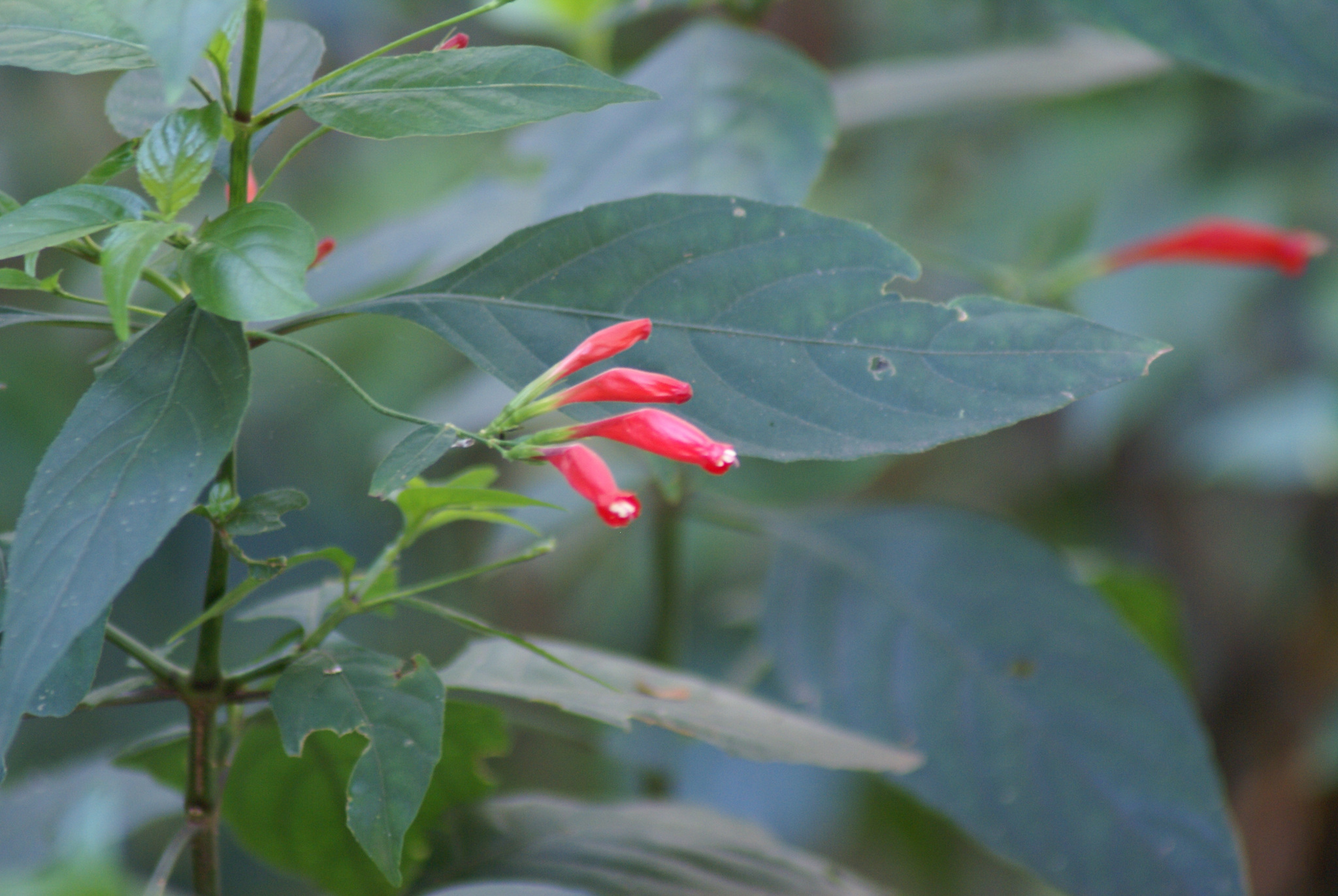 Ruellia angustiflora