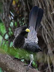 Western Plantain-Eater photo 5