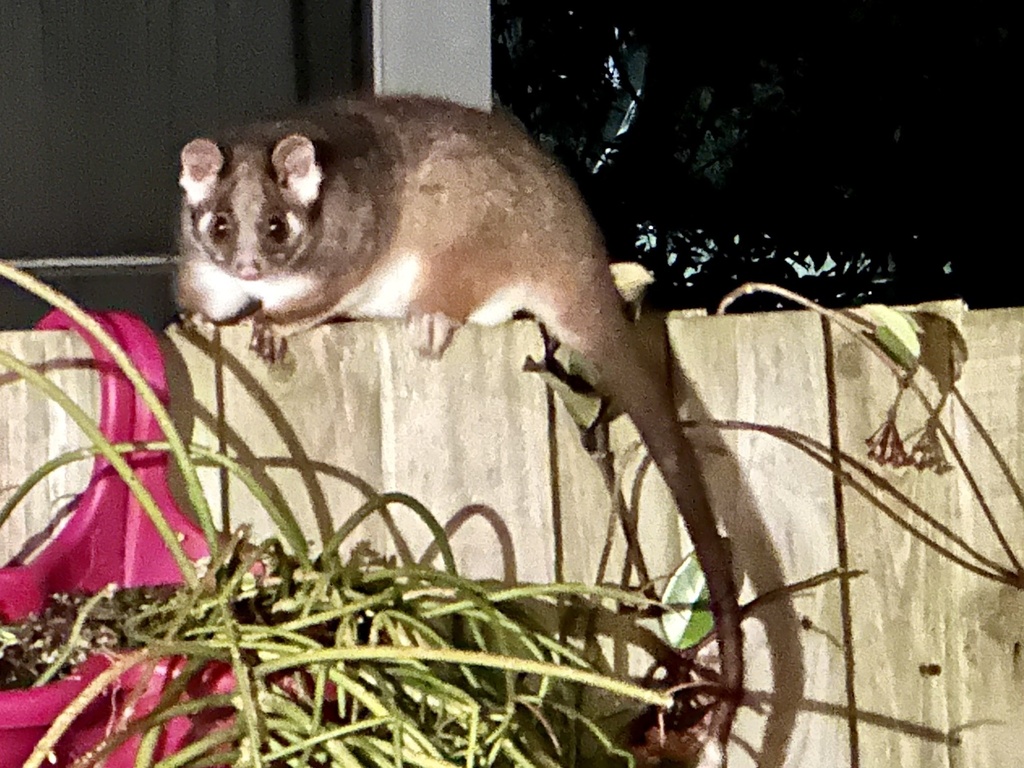 Common Ringtailed Possum from Potter St, Black Rock, VIC, AU on