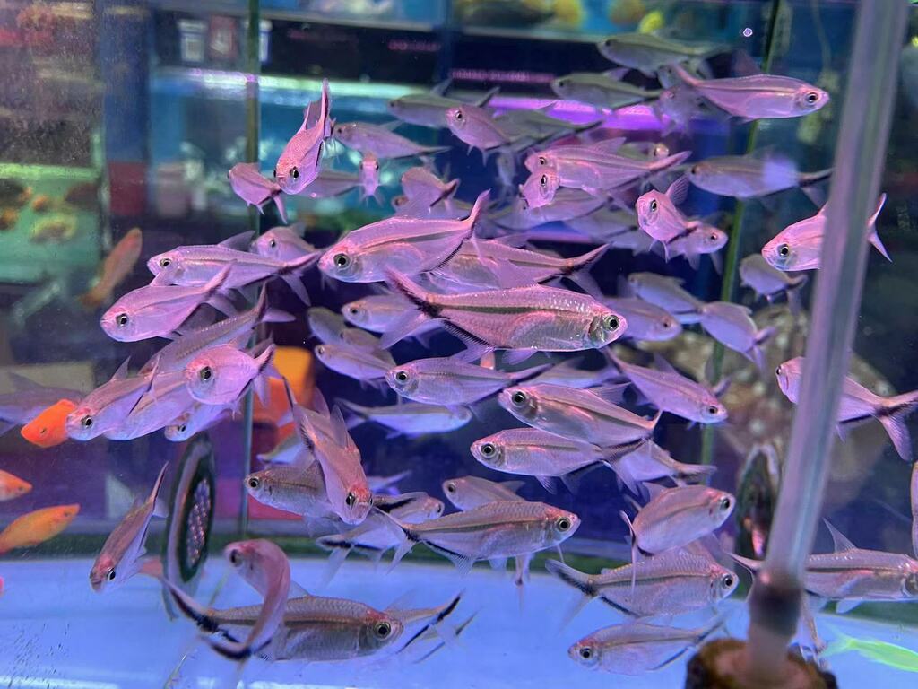 Costa's Tetra