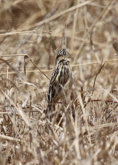 Cisticola brunnescens