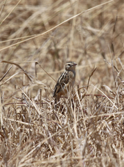 Cisticola brunnescens