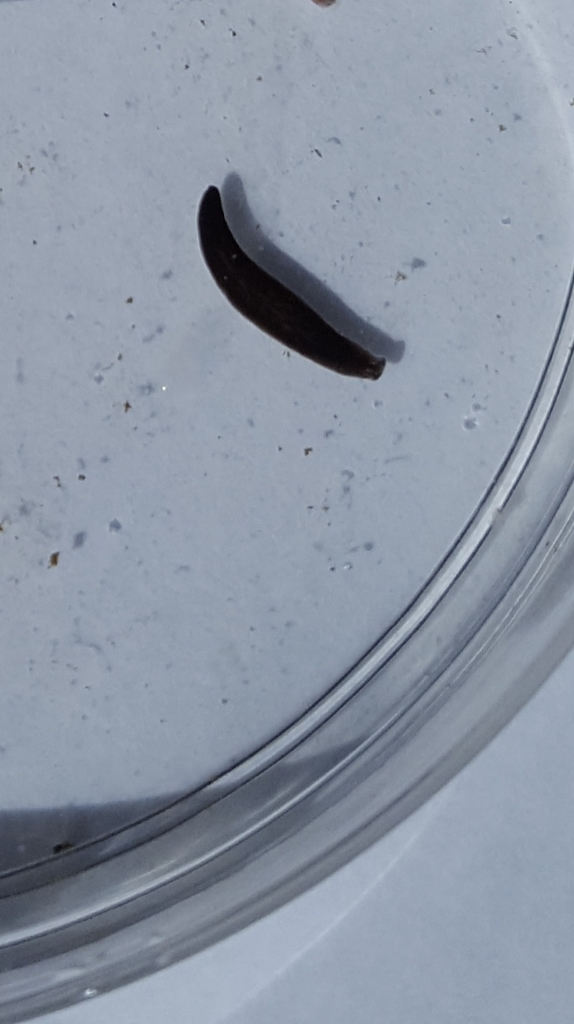 Leeches from Ebenezer Covered Bridge, Mingo Creek Rd, Nottingham