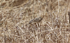 Cisticola brunnescens